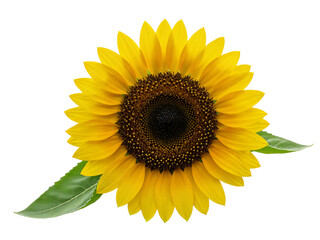 Fototapeta premium Bright yellow sunflower with green leaves isolated on transparent background