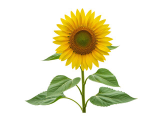 Naklejka premium A single vibrant yellow sunflower with green leaves and stem isolated on transparent background