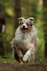 An Australian Shepherd dog with red merle fur runs happily through a forest landscape. The dog's tongue is out as it moves quickly towards the viewer