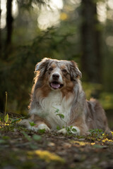 A red merle Australian shepherd lies on the ground in a forest setting. The dog is surrounded by foliage, enjoying the soft, natural light