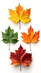 Fototapeta premium Colorful maple leaves in red, orange, green, and yellow on white background with water droplets