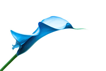 a single blue flower with a white background