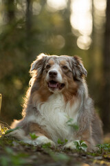 A red merle Australian Shepherd dog rests comfortably on the forest floor, illuminated by soft golden light filtering through the trees during the late afternoon