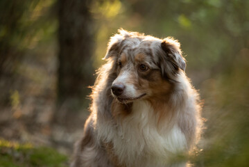 An adorable red merle Australian shepherd sits among green grass and foliage in a forest during...