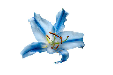 a blue flower with a white background