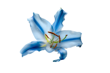 a blue flower with a white background