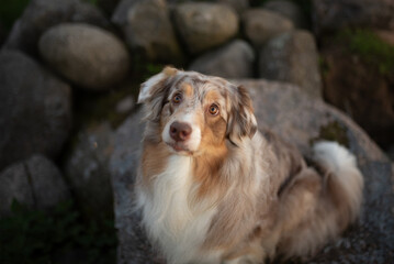 A lovely, fluffy, red merle Australian shepherd sits alertly among some large rocks. The dog is...