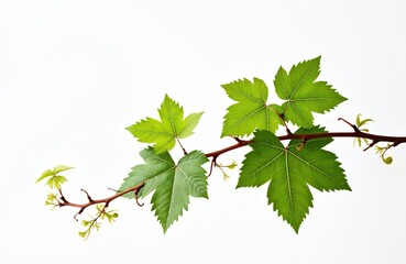 Fototapeta premium Close-up of grapevine branch with three green, slightly curled leaves. Vines branch across frame, providing depth and balance. Leaves located at corners of branch, creating natural composition.