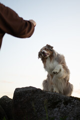 A red merle Australian shepherd dog sits on rocks and raises its paw towards a person off-screen...