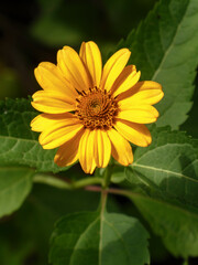 Vibrant close-up of a blooming yellow Heliopsis flower.