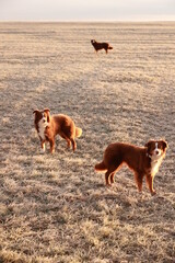 Two dogs standing in a field with a third dog in the background