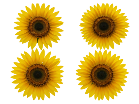 Four bright yellow sunflowers with dark centers arranged in a grid isolated on transparent background