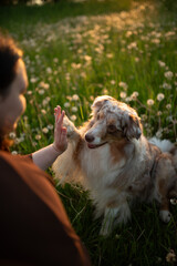 A red merle Australian Shepherd gives a high five to a person in a field full of dandelions. The...