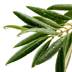 Fresh Olive Branch with Water Droplets on a Dark Background Detailed Shot