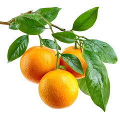Tangerines on a Branch with Green Leaves Against Black Background, Close-Up Shot