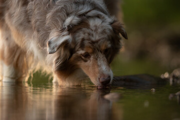 An Australian Shepherd, with red merle fur, is drinking from a body of water. The water reflects...