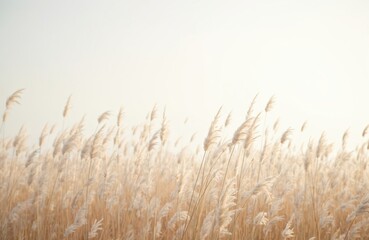 Fototapeta premium Field of tall, slender grass in shades of orange and white. Swaying gently in the breeze, creates sense of depth. Elevated angle provides comprehensive view of the field.