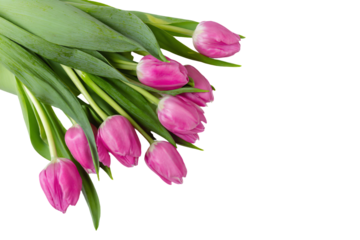 a bunch of pink tulips are on a white surface