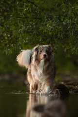 A beautiful red merle Australian Shepherd walks directly toward the camera, wading into shallow, calm water. Lush greenery forms a backdrop, with sunlight filtering through the trees