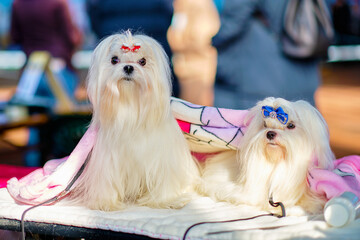 Two charming Maltese lapdogs on the grooming table at the dog show