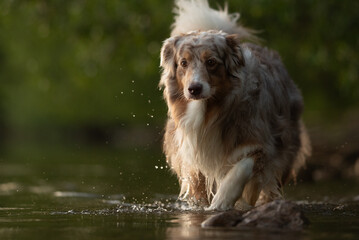 A beautiful red merle Australian Shepherd dog confidently walks through shallow water. The dog's fur is fluffy, and water splashes around its paws as it moves