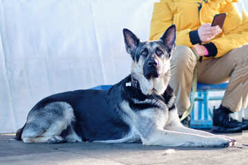 The Eastern European Shepherd Dog lies with alertness with his ears up. the concept of Pets.