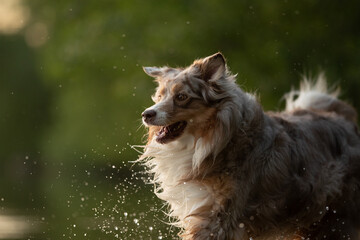 An Australian Shepherd dog with red merle fur runs and splashes water on a sunny day. The energetic...