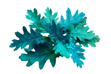 a close up of a plant with leaves