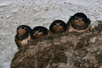 Four young swallows are nestled in a mud and straw nest