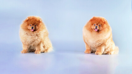 A Pomeranian dog sits on a light background with unkempt fur and after a haircut at a specialist in...