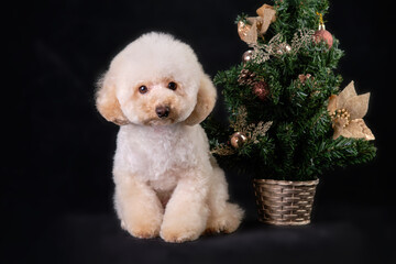 Apricot poodle puppy next to a Christmas tree on a black background.