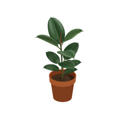A vibrant green rubber plant in a terracotta pot on a white background.