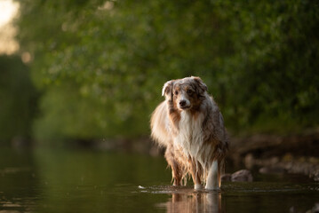 A red merle Australian Shepherd stands in shallow water, possibly a river or lake, with lush green...
