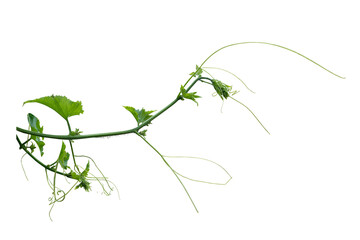 Green vines plant  and vine shoots isolated on white background. With copy space and clipping path.