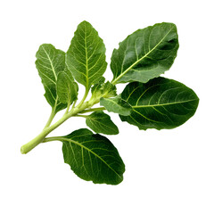 Fresh vibrant green leafy vegetable against a stark black background for food photography