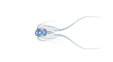 Dinoflagellate with Flagella: Whirling Microscopic Powerhouses of the Sea