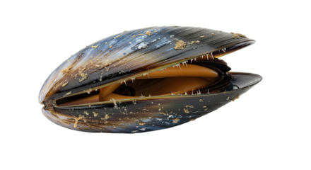 create a title and 40 tags for Eastern oyster separated with commas
