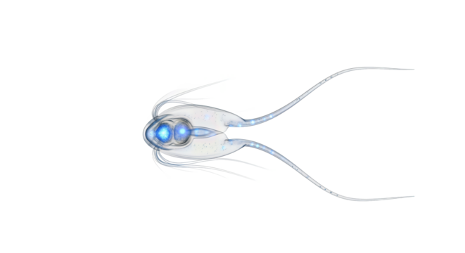 Dinoflagellate with Flagella: Whirling Microscopic Powerhouses of the Sea