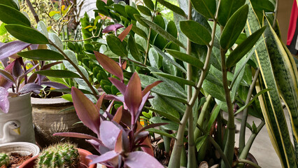 Beautiful natural background of succulent and drought-resistant plants. Small, shrubs, ornamental and cute flowers for city life