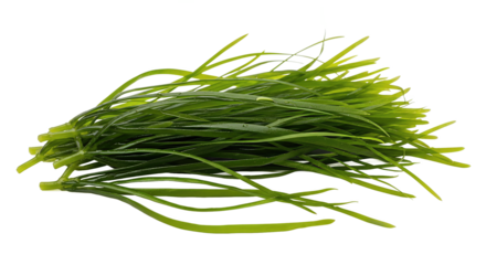 Sea Lettuce with Thin Green Blades – Edible Marine Algae from Coastal Waters