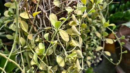 Beautiful natural background of succulent and drought-resistant plants. Small, shrubs, ornamental and cute flowers for city life