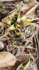 Plant damage closeup. Caterpillar feeding view. Insect nature focus. Leaf damage detail. Caterpillar close shot. Plant insect cycle. Nature ecosystem photo. Foliage damage macro. Caterpillar impact.