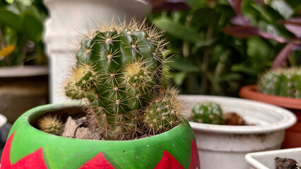 Beautiful natural background of succulent and drought-resistant plants. Small, shrubs, ornamental and cute flowers for city life
