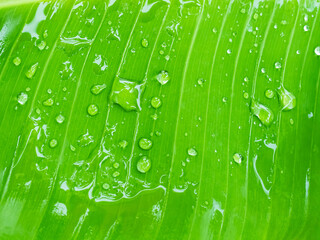 Water drop on green banana leaves background. rainwater or dew wet leaf in garden park close up. fresh nature in spring season plant tree growth landscape. environment backdrop concept.
