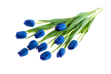 a bunch of blue tulips on a white background