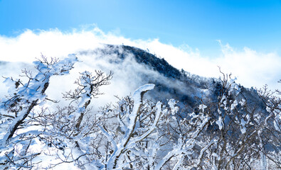 Majestic winter landscape from a mountain summit in Korea, featuring hoarfrost-covered trees above...