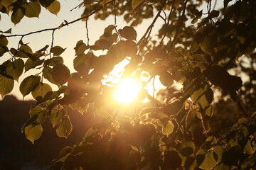 A tree with leaves and a sun shining through it
