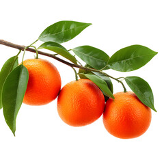 Vibrant oranges with fresh green leaves on a branch against a dark background