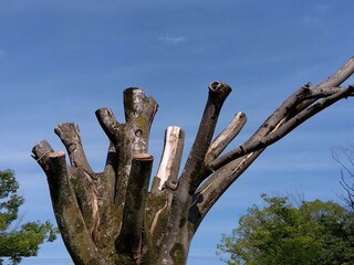 剪定された枯れた欅の大木と青空