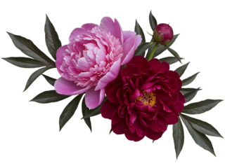 Two beautiful peonies and a bud with dark green leaves isolated on transparent background